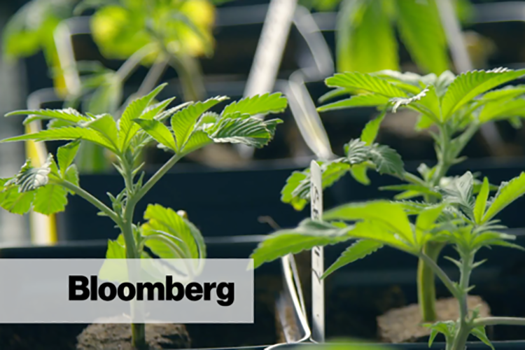 Bloomberg Article