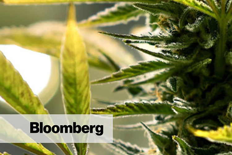 Bloomberg article