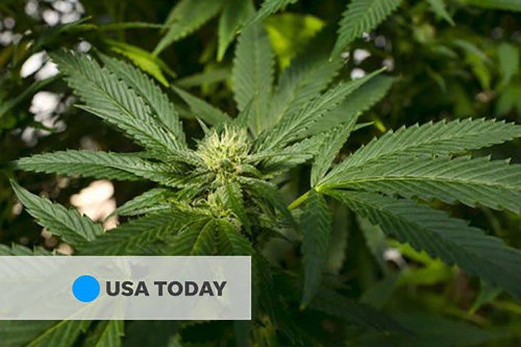 USA today article