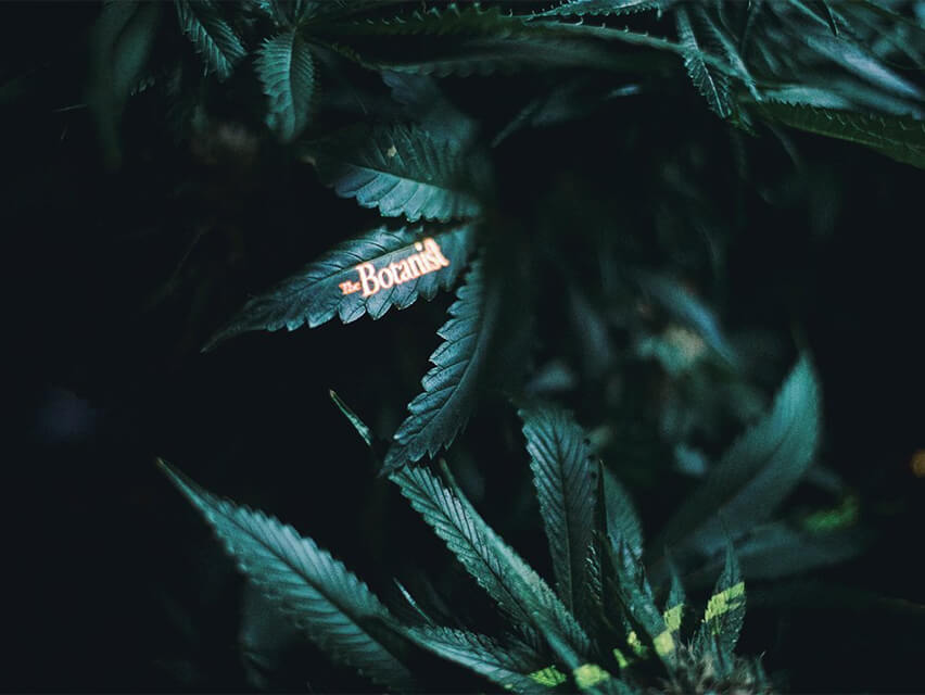 The Botanist logo on leaf