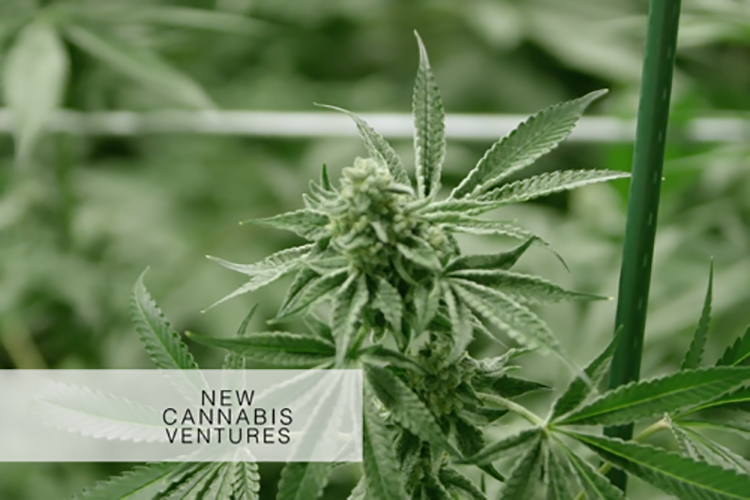 New Cannabis Ventures Article