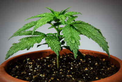 Plant in Pot