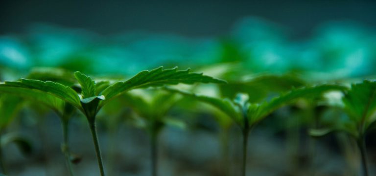 Leaf image